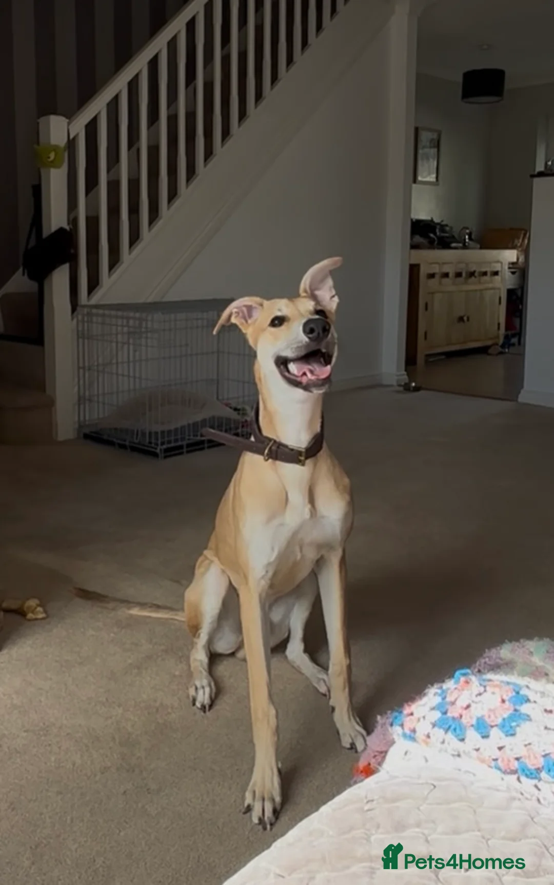 Mixed Breed dogs for sale: Kevin  - Advert 6