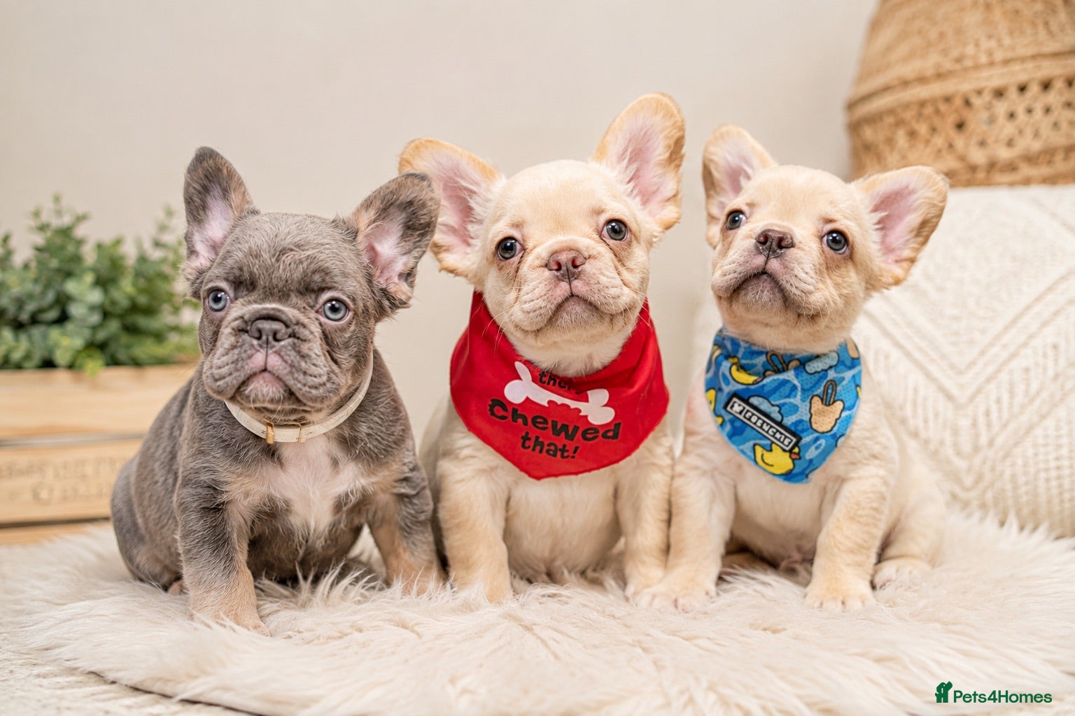 French Bulldog dogs Council Licensed Fluffy French Bulldog Puppies - Advert 1