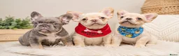 French Bulldog dogs for sale: Fully Vaccinated Fluffy French Bulldog Puppies - Advert 2