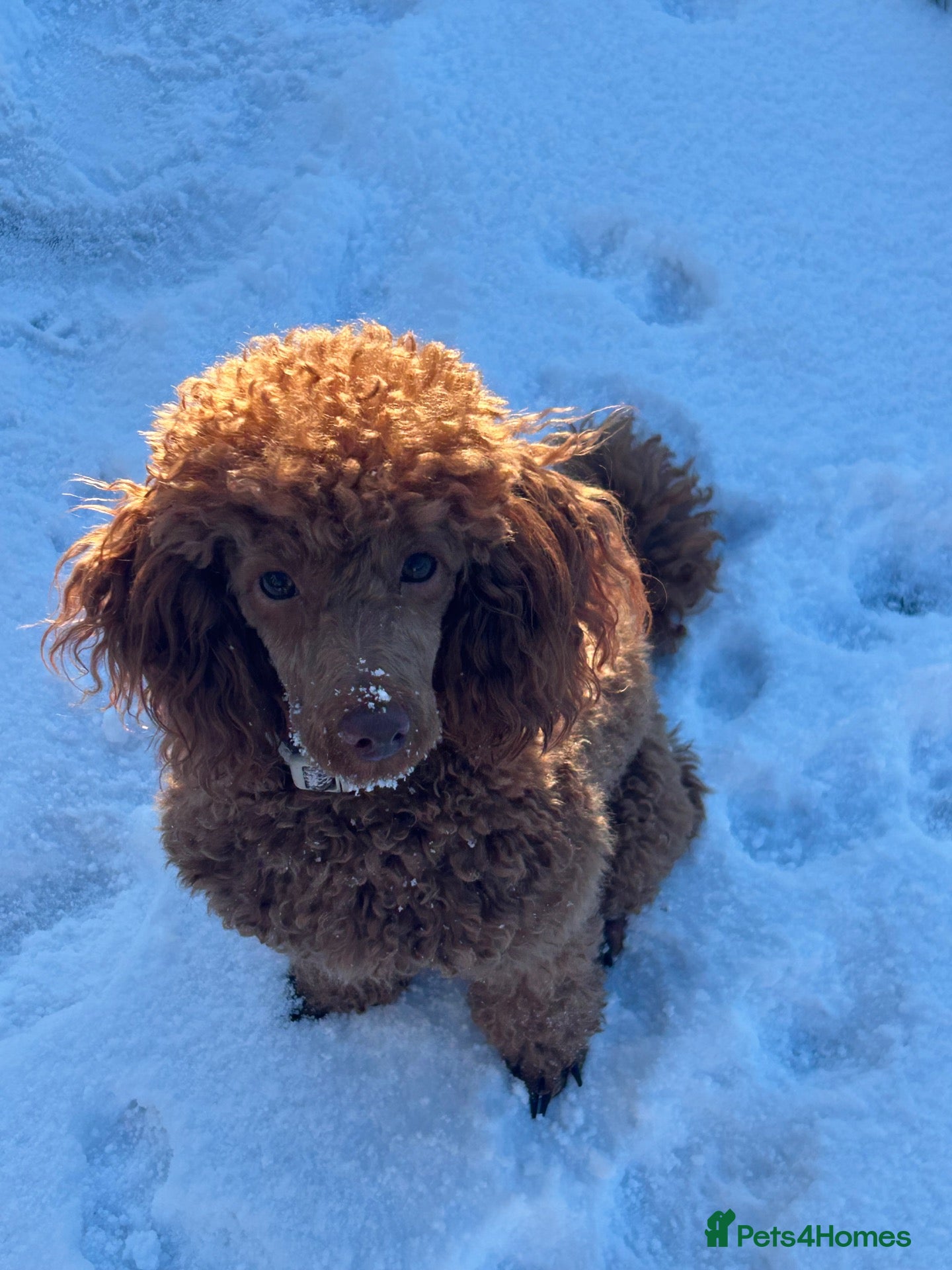 Cockapoo dogs Golden cockapoo puppies for sale - Advert 2