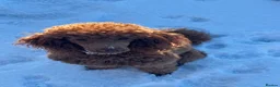 Cockapoo dogs for sale: Golden cockapoo puppies for sale - Advert 2