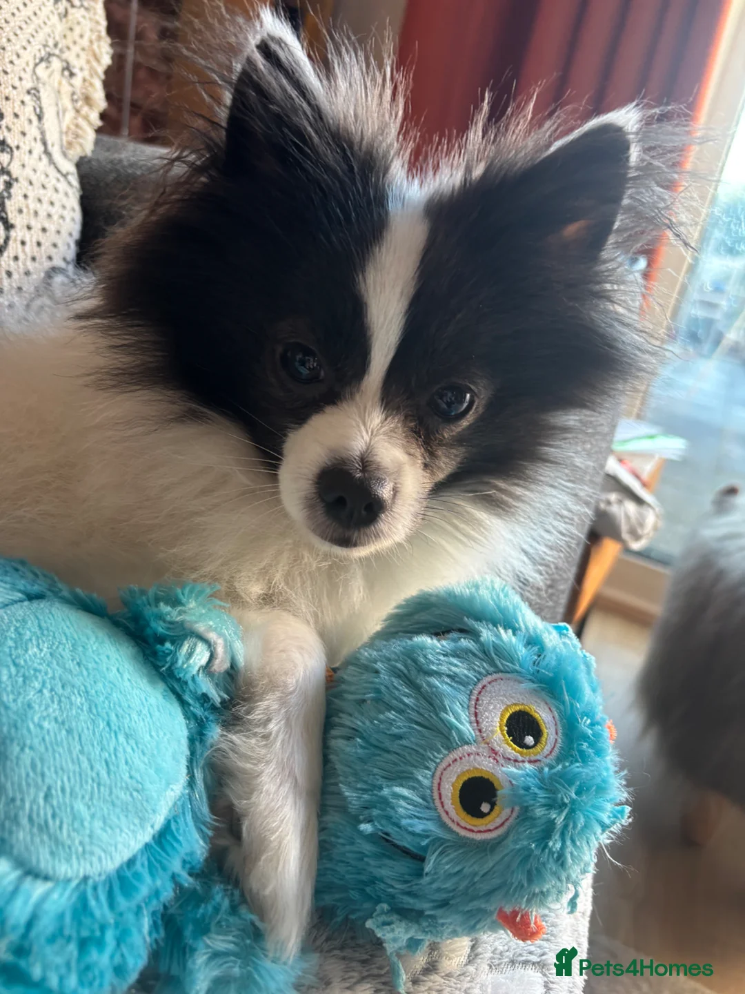 Mixed Breed dogs for sale: Handsome Pomeranian & Jack Russell Cross  in Leyland - Advert 2