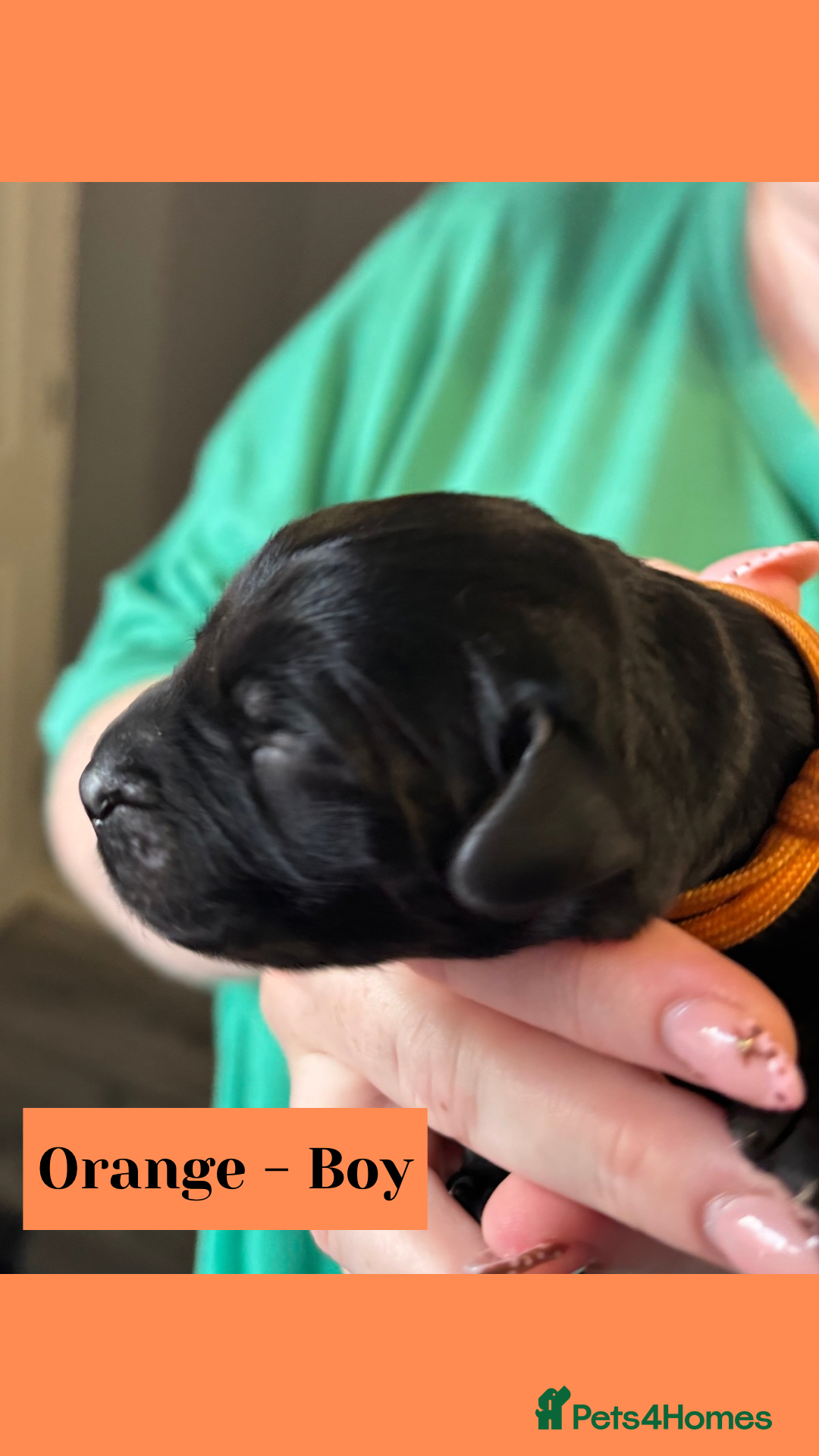 Goldador dogs for sale: Goldador puppies - Image 9