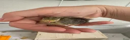 Quail poultry for sale: Button quail  - Advert 7