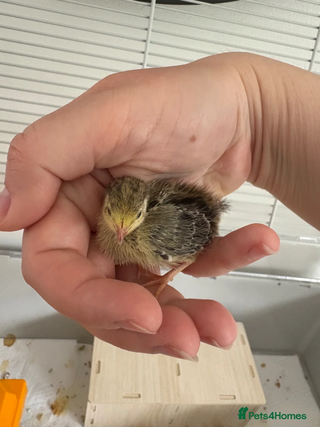 Quail poultry for sale: Button quail  - Advert 7