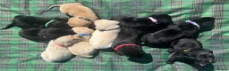 Labrador Retriever dogs for sale: Stunning Black and Yellow Labrador Pups Available - Advert 3