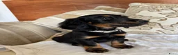Miniature Dachshund dogs for sale: Beautiful miniature dachshunds - Advert 8