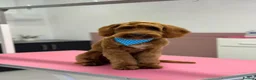 Australian Labradoodle dogs for sale: Australian labradoodle red Male - Advert 9