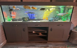 Cichlids fish for sale: Fluval shaker fish tank with fish - Image 1