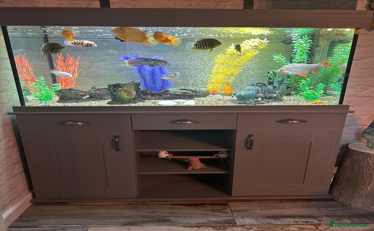 Cichlids fish for sale - Advert 1
