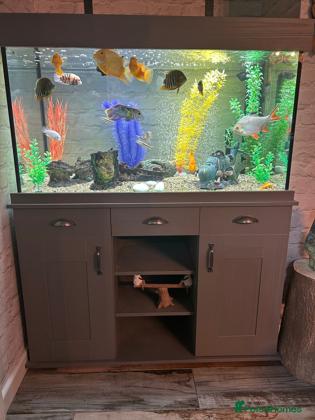 Cichlids fish for sale: Fluval shaker fish tank with fish - Image 1