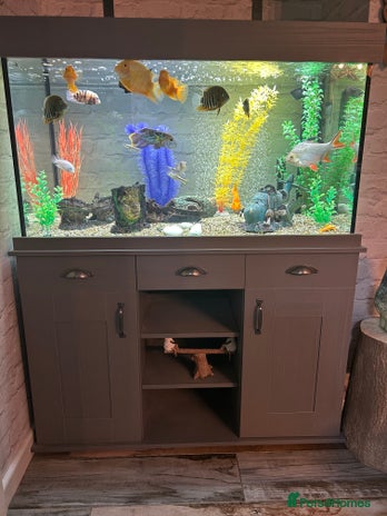Cichlids fish - Advert 13