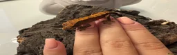 Mixed Breed reptiles for sale: various geckos! - Advert 20
