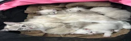 Ragdoll cats for sale: Ragdoll kittens  in Edinburgh - Advert 1