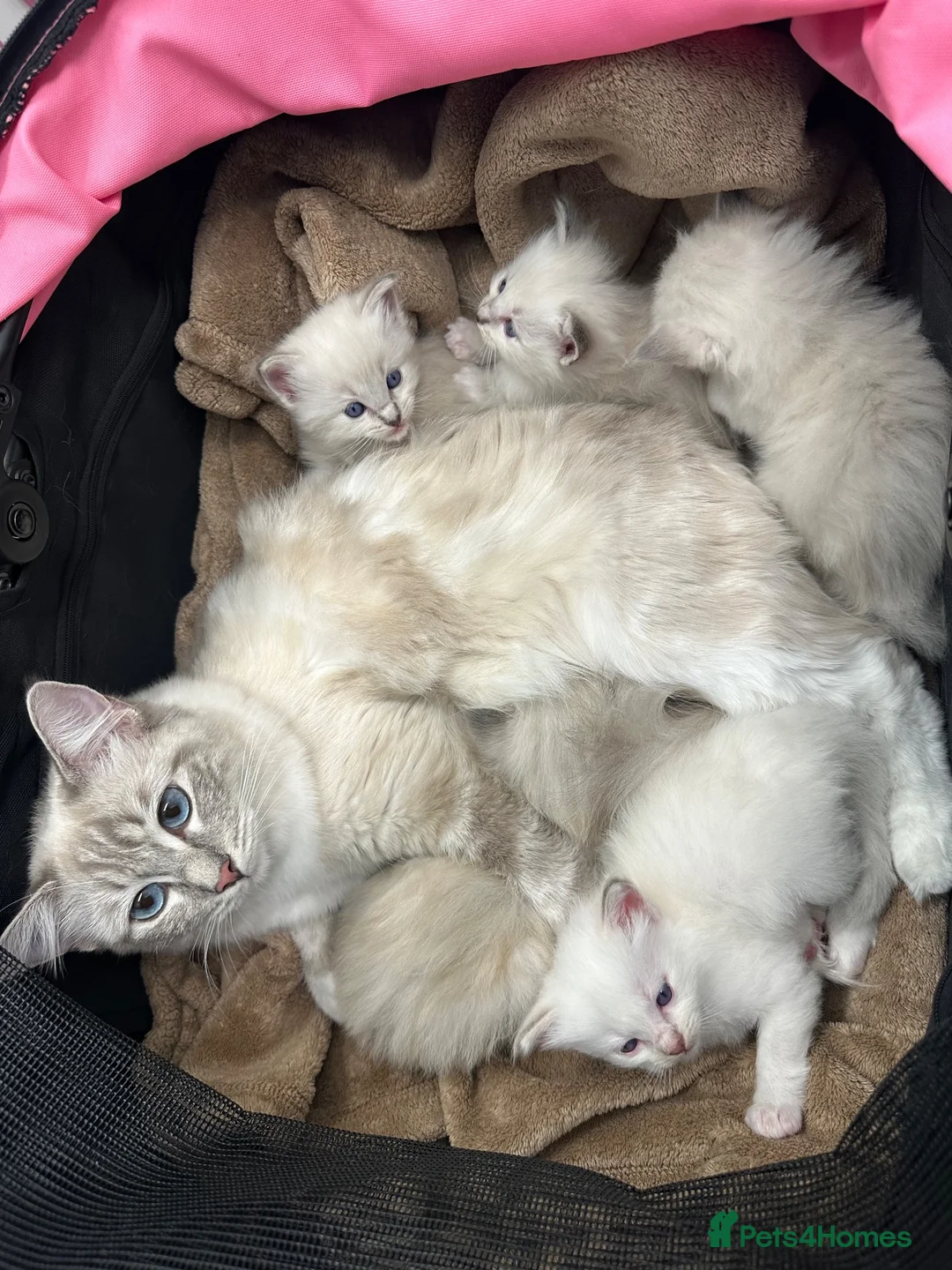 Ragdoll cats for sale: Ragdoll kittens  in Edinburgh - Advert 1