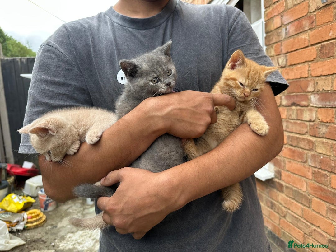 British Shorthair cats for sale: X BSH kittens - Image 16