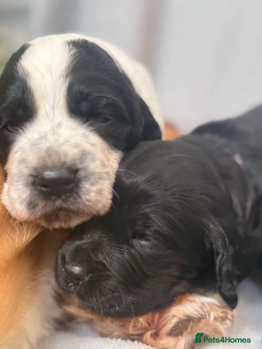 Cocker Spaniel dogs for sale: 🐶🐾 Exceptional Working Cocker Spaniel Puppies 🐾 - Advert 9