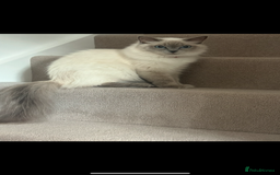 Ragdoll cats for sale: Need rehoming asap! 650 for one cat.  - Image 3