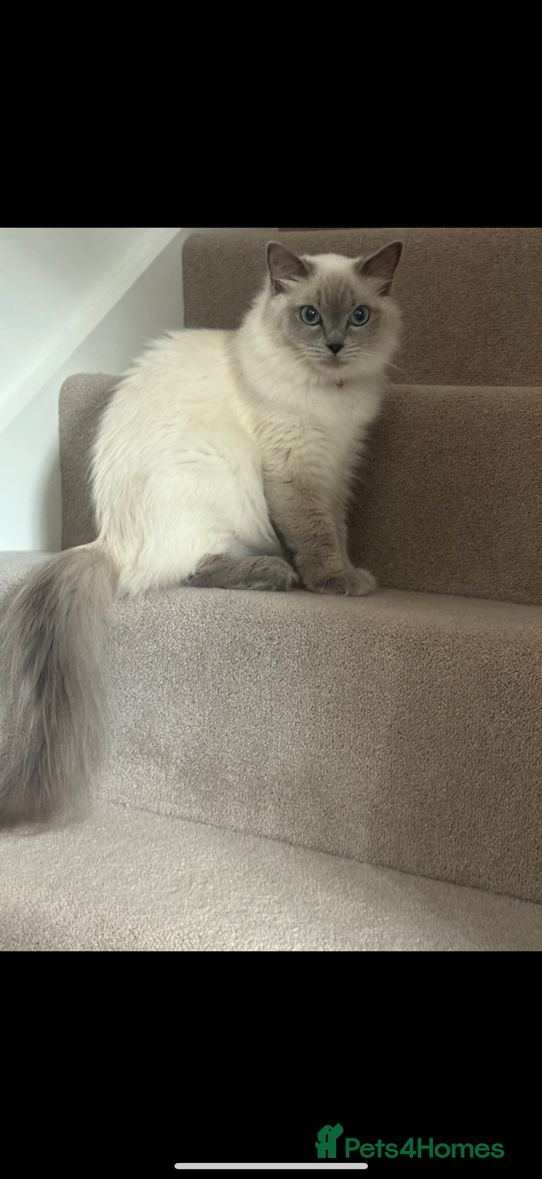 Ragdoll cats for sale: Need rehoming asap! 650 for one cat.  - Image 3