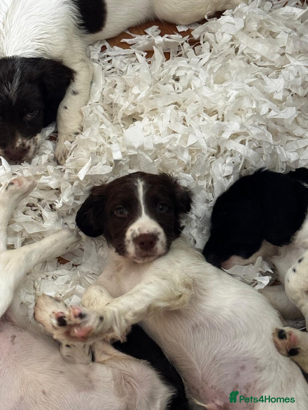 English Springer Spaniel dogs for sale: English Springer Spaniel dogs - Image 10