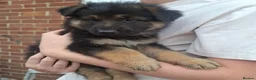 German Shepherd dogs for sale: German shepherd pups - Advert 11