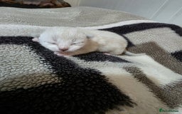 Mixed Breed cats for sale: Lovely mixed kittens 🐱😻😽👌 - Advert 13