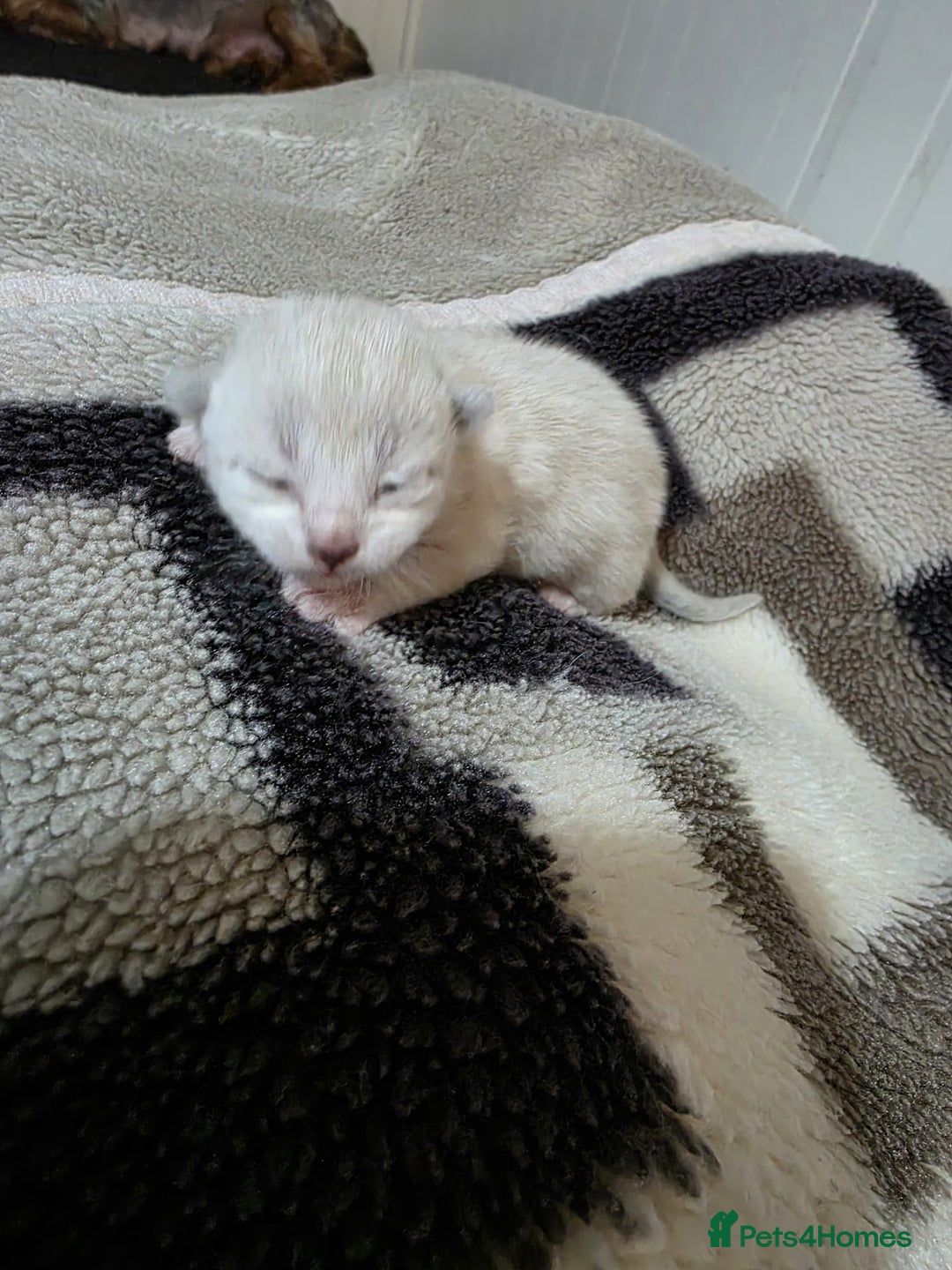 Mixed Breed cats for sale: Lovely mixed kittens 🐱😻😽👌 - Advert 13