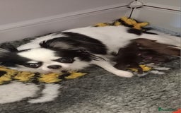 Chihuahua dogs for sale: ❤️‍🔥Dna tested parents❤️‍🔥Long-coat 2boys 2girls - Image 6