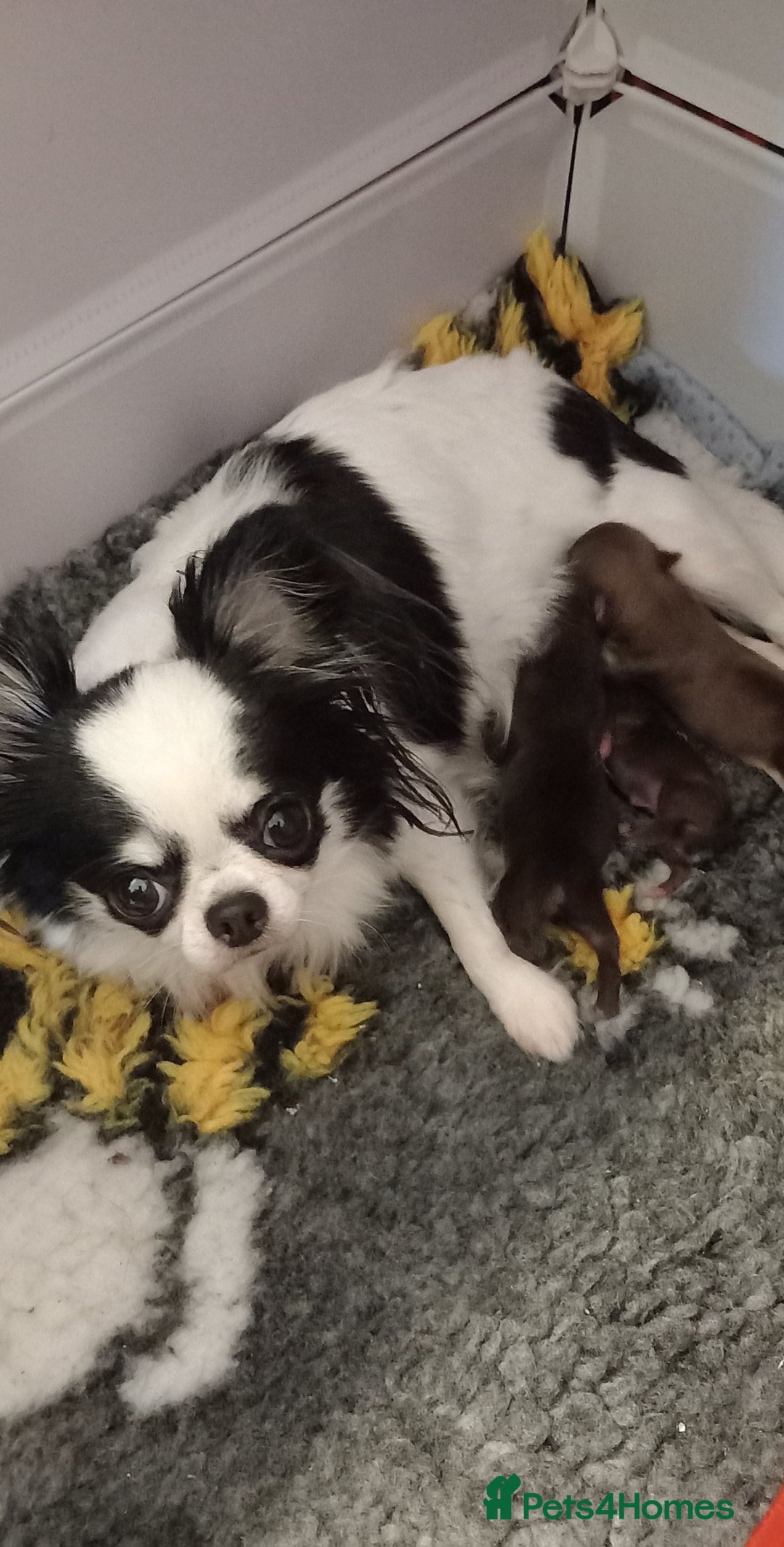 Chihuahua dogs for sale: ❤️‍🔥Dna tested parents❤️‍🔥Long-coat 2boys 2girls - Image 6