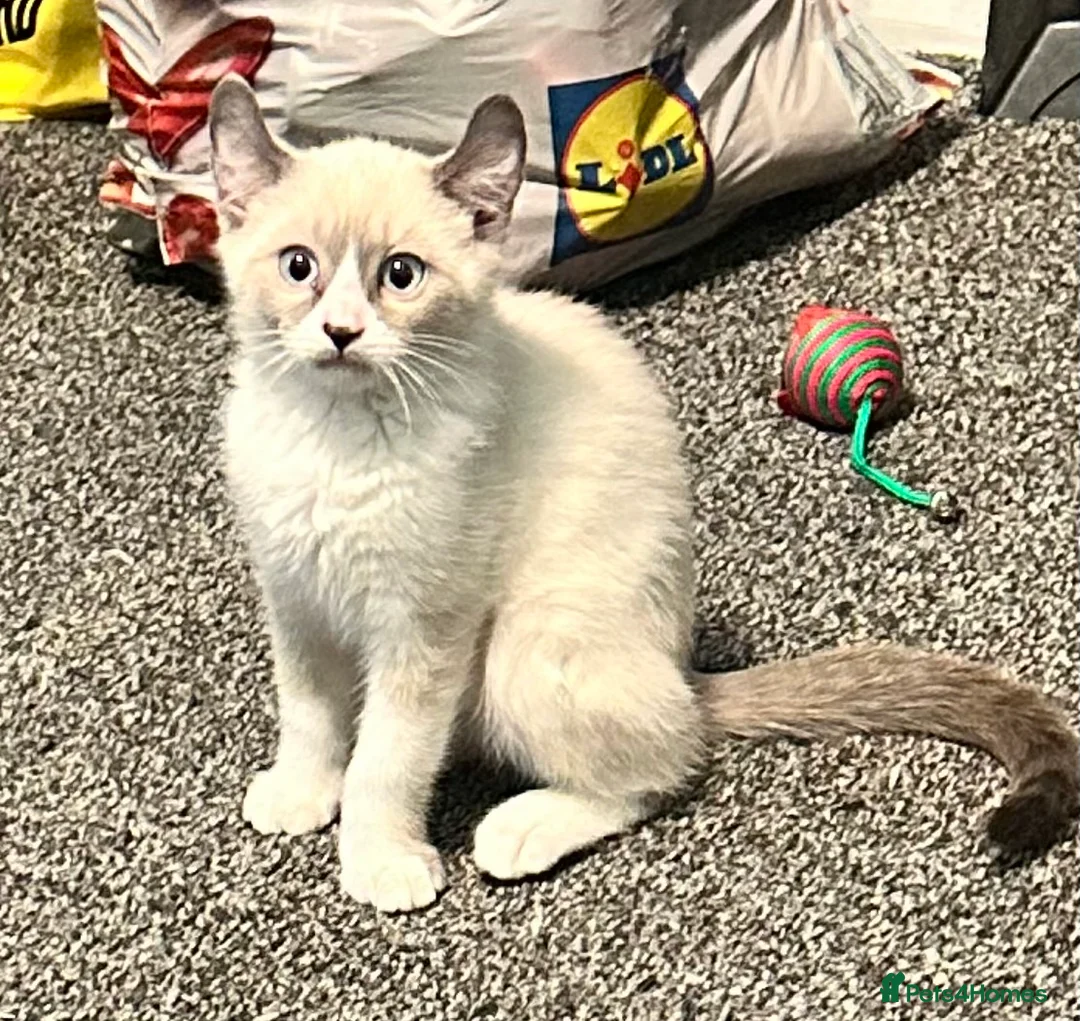 Mixed Breed cats for sale: Price lowered for handsome boy  - Advert 27