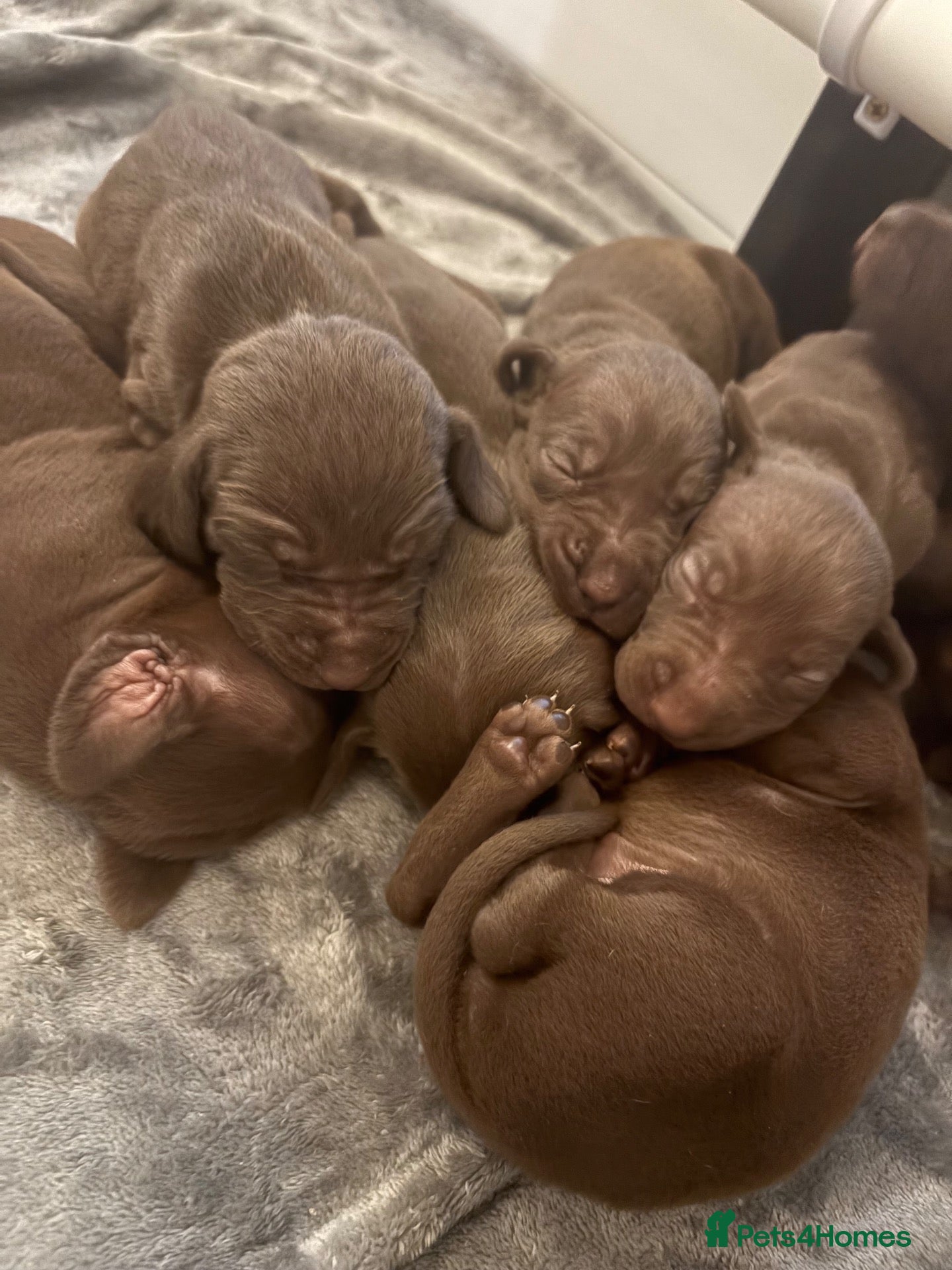 Mixed Breed dogs Beautiful Vizmaraner - Advert 1