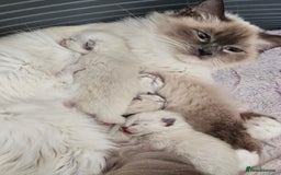 Ragdoll cats for sale:  2 little ragdoll girls for sale - Image 6