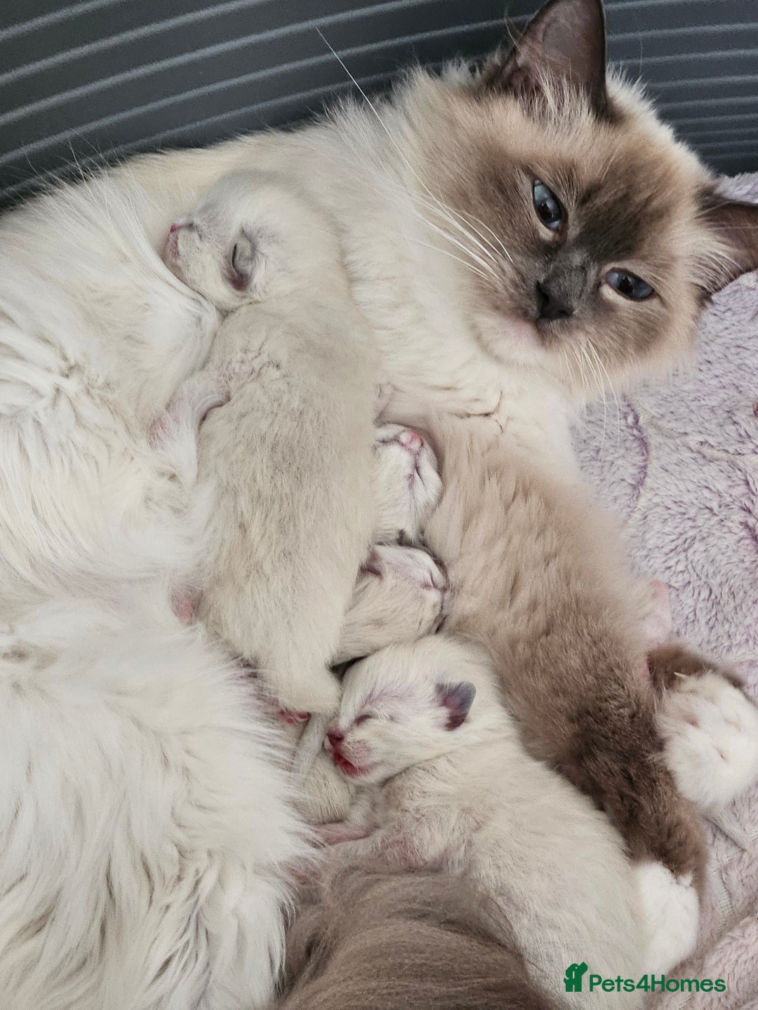 Ragdoll cats for sale:  2 little ragdoll girls for sale - Image 6