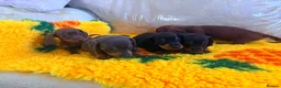 Dachshund dogs for sale: Mini dachshund puppies in Market Harborough - Advert 4