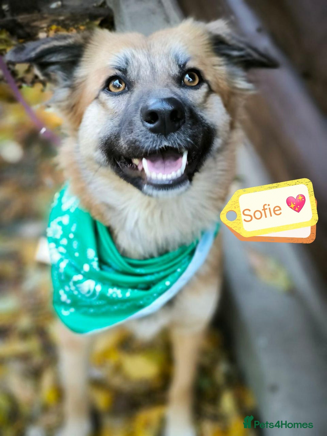Mixed Breed dogs for adoption: 🐶💖 SOFIE 💖🐶 - Advert 2