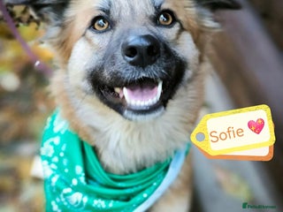 Mixed Breed dogs 🐶💖 SOFIE 💖🐶 - Advert 2