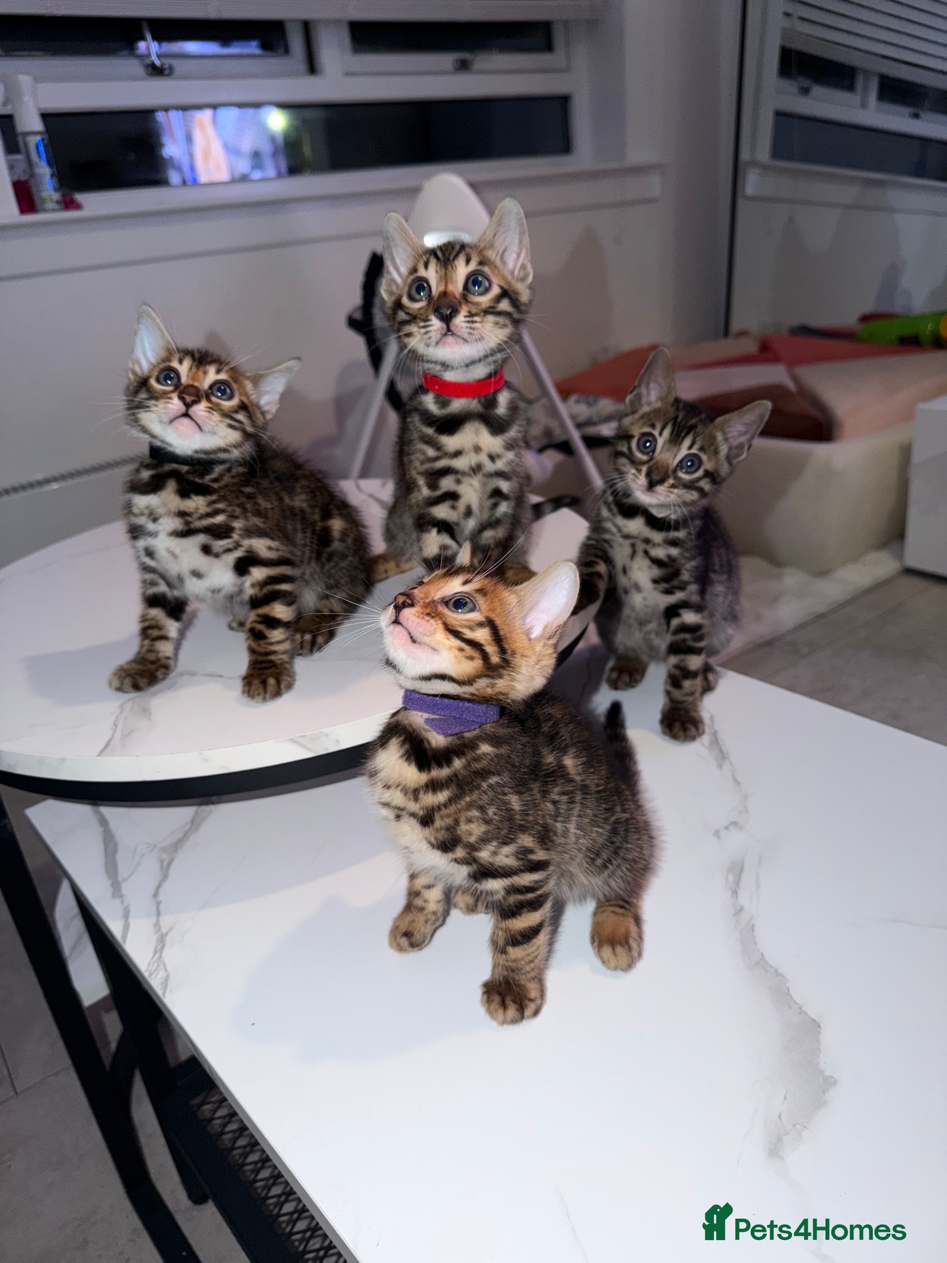 Bengal cats Bengal Male Kittens Available 🐾  - Advert 1
