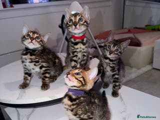 Bengal cats Bengal Male Kittens Available 🐾 - Advert 1
