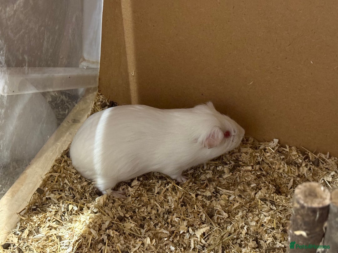 Guinea Pig rodents for sale: Male guinea pigs - Image 2