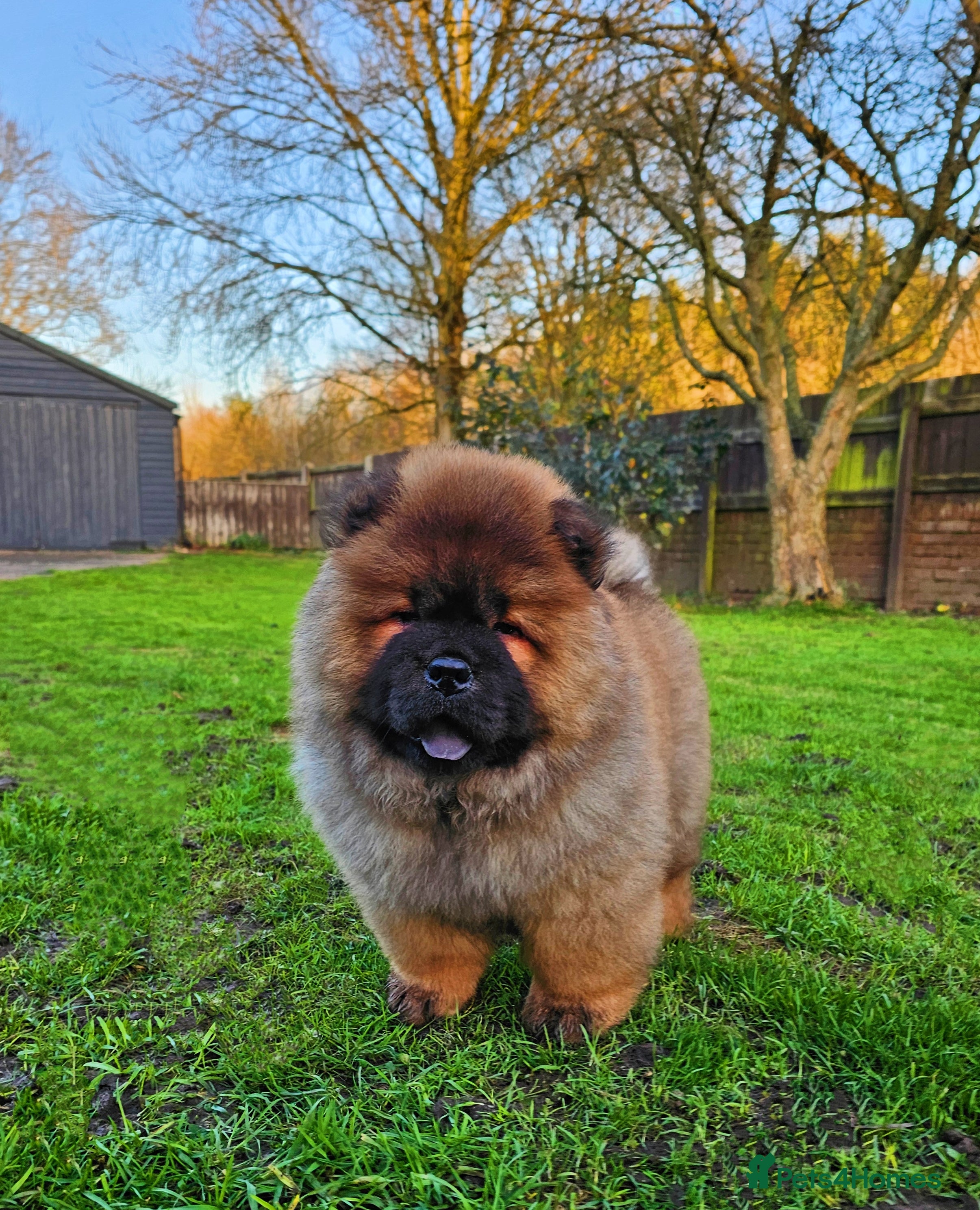 Chow Chow dogs Crufts pedigree puppy  - Advert 2