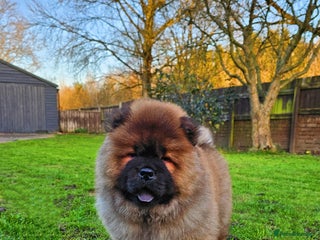 Chow Chow dogs Crufts pedigree puppy - Advert 6