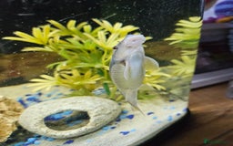 Other/Mixed Breed fish for sale: 2 Chinese algae eaters - Image 4