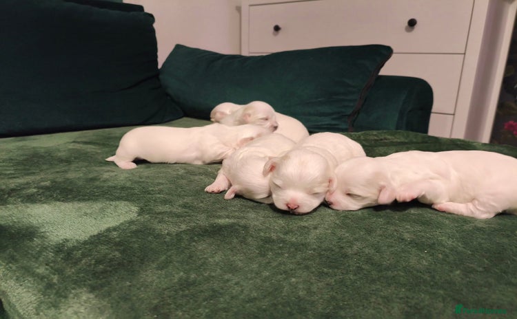 Maltese dogs - Advert 1