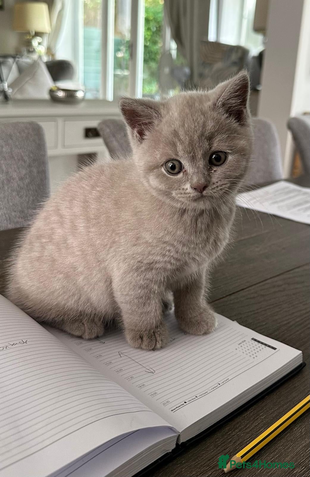 British Shorthair cats British Shorthair Lilac Male  - Advert 1