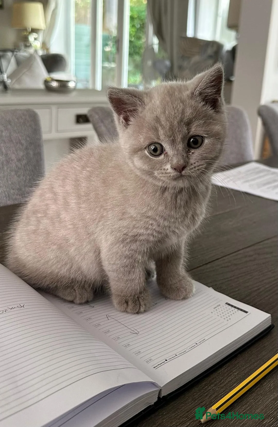 British Shorthair cats for sale: British Shorthair Lilac Male  in Woodhall Spa - Advert 1
