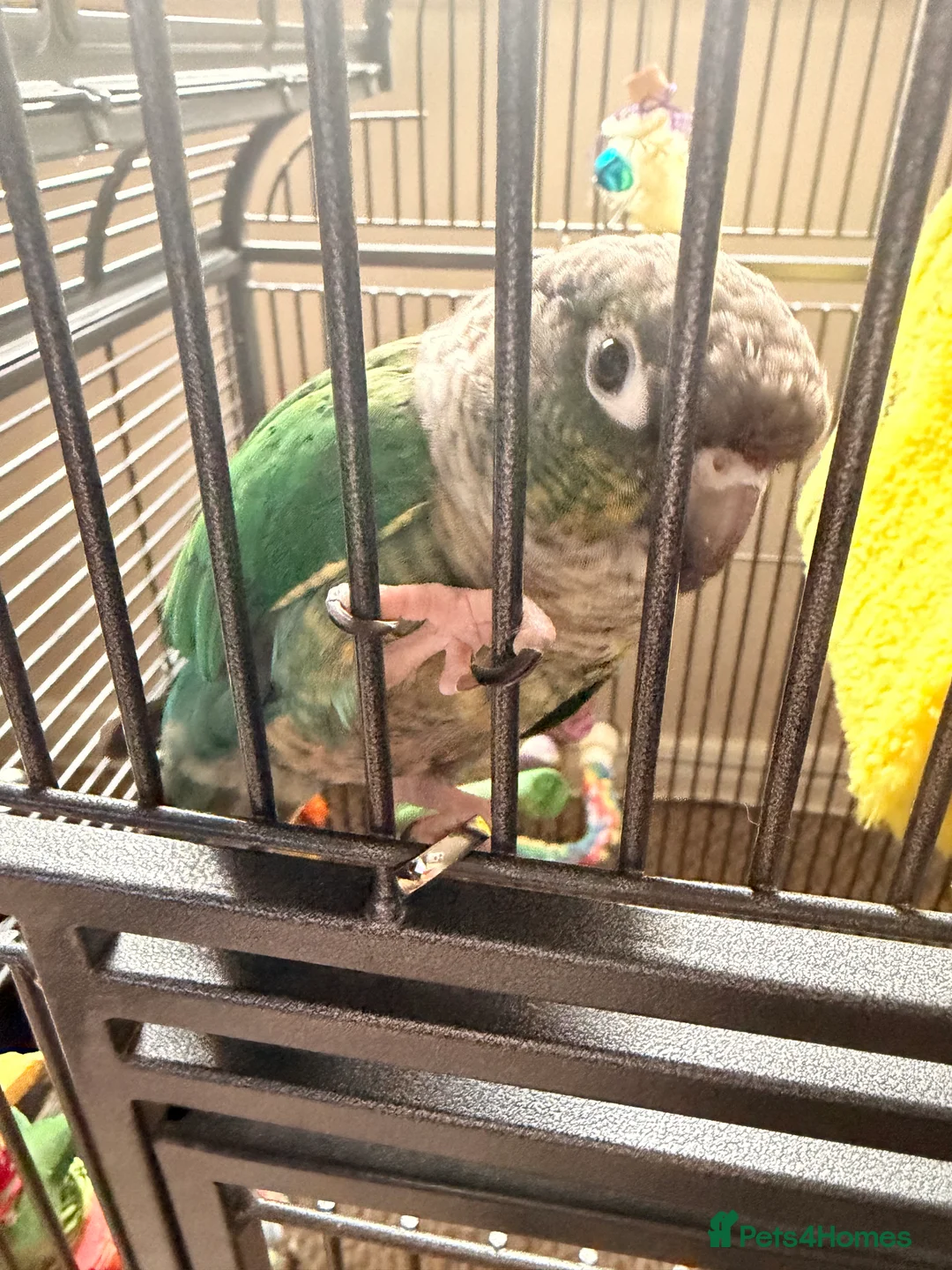 Conures birds for sale: Male green cheek conure  - Advert 1