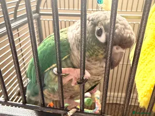 Conures birds Male green cheek conure - Advert 3