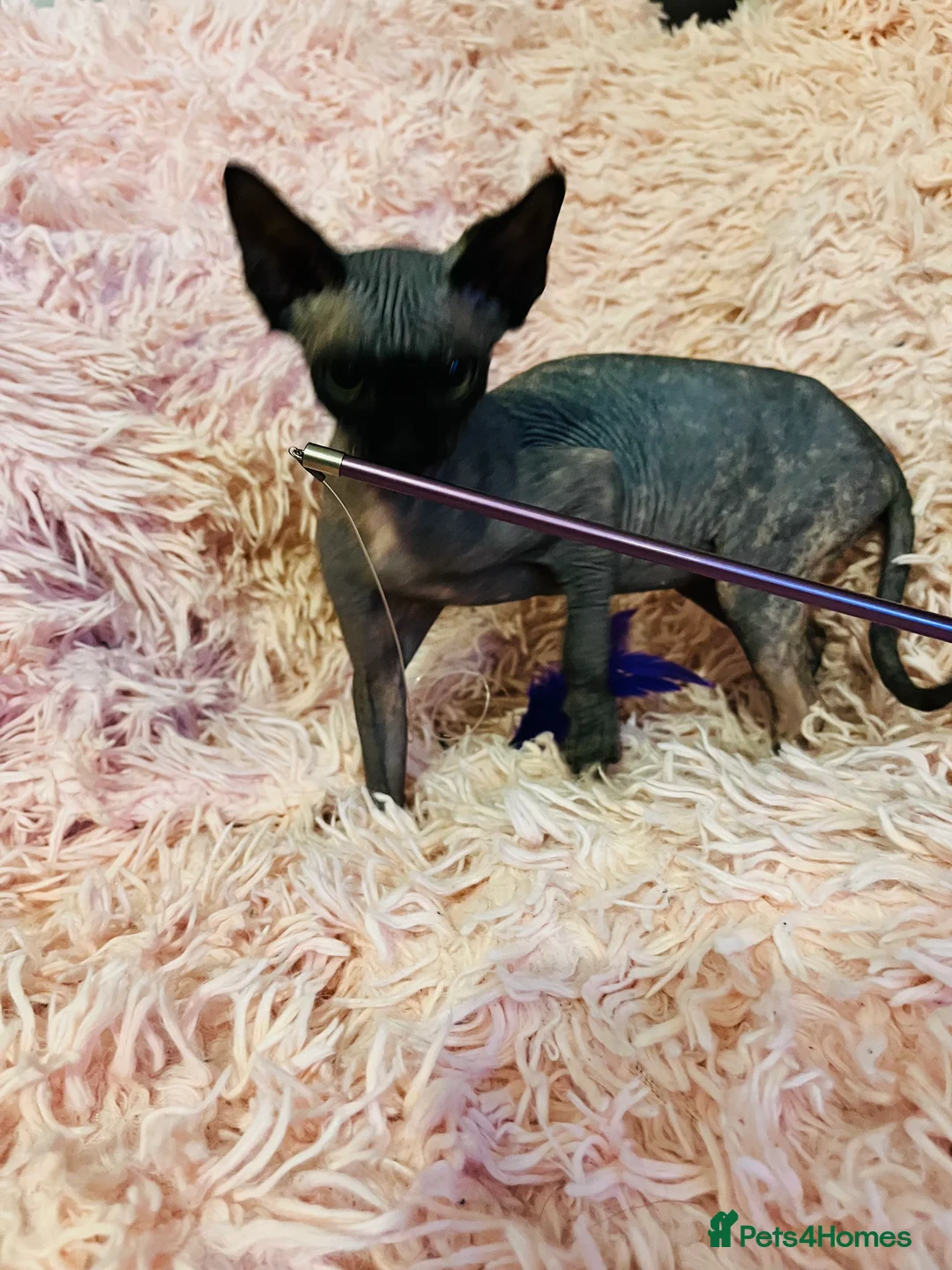 Sphynx cats for sale: Adorable Sphynx Kittens - Advert 2