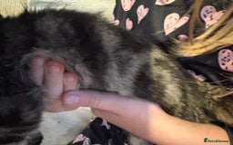 Mixed Breed cats for sale: Kittens 4 sale - Advert 11