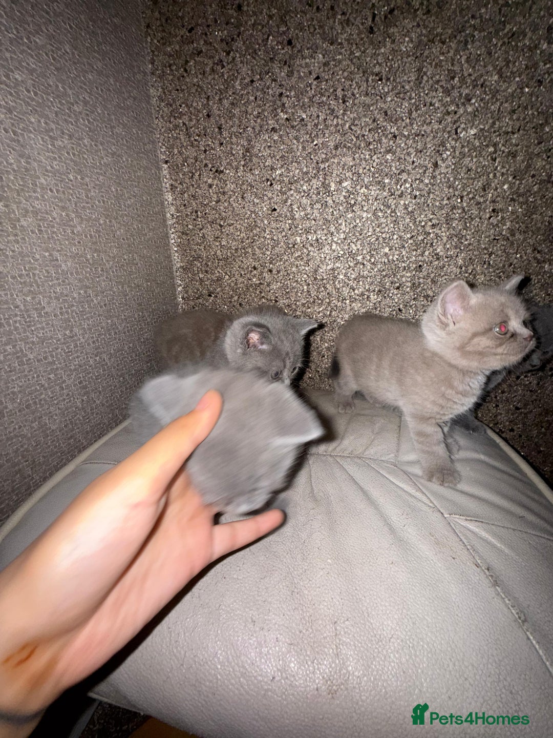British Shorthair cats for sale: British Shorthair kitten  - Image 22
